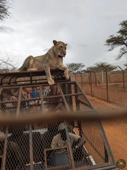 Excursions Sénégal Réserve de Bandia et rencontre avec les lions - Image 4